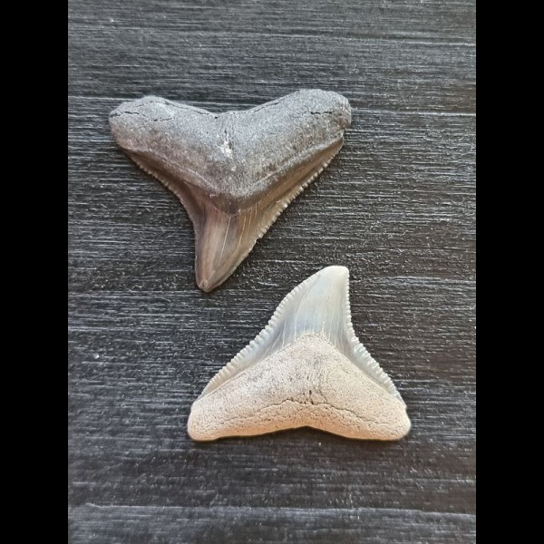 2.4 cm of bull shark and 2.4 cm tooth of black shark