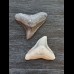 2.4 cm of bull shark and 2.4 cm tooth of black shark