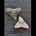 2.4 cm of bull shark and 2.4 cm tooth of black shark