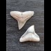 2.3 cm of bull shark and 2.1 cm tooth of black shark