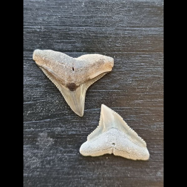 2,4 cm des Bullenhai und 2,2 cm Zahn des Schwarzhai