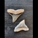 2,4 cm des Bullenhai und 2,2 cm Zahn des Schwarzhai