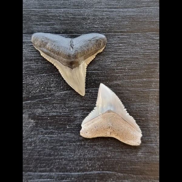 2.4 cm of bull shark and 2.2 cm tooth of black shark
