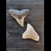 2.4 cm of bull shark and 2.2 cm tooth of black shark
