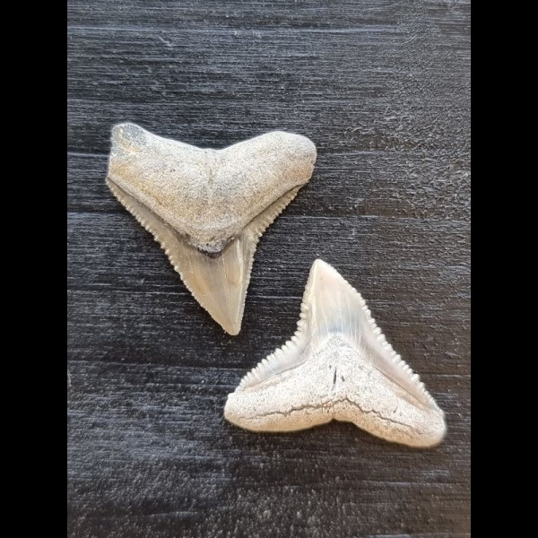 2.4 cm of bull shark and 2.2 cm tooth of black shark