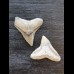 2.4 cm of bull shark and 2.2 cm tooth of black shark