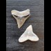 2.4 cm of bull shark and 2.2 cm tooth of black shark