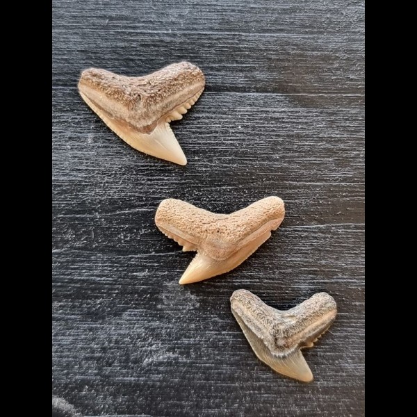 Set of 3 fossil teeth of Galeocerdo aduncus