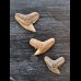 Set of 3 fossil teeth of Galeocerdo aduncus