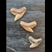 Set of 3 fossil teeth of Galeocerdo aduncus