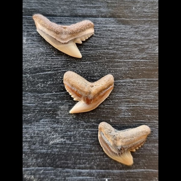 Set of 3 fossilised teeth of Galeocerdo aduncus