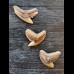 Set of 3 fossilised teeth of Galeocerdo aduncus