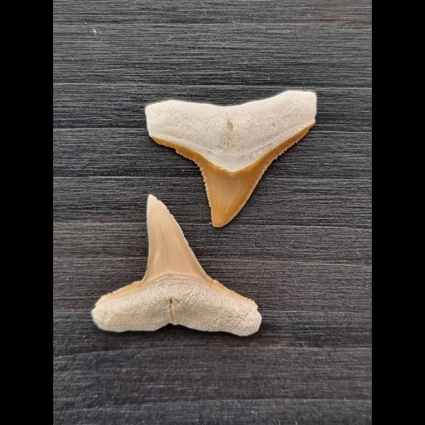 Set aus 2,3 cm und 2,4 cm große Zähne des Bullenhai und Zitronenhai