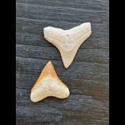 Set aus 2,4 und 2,1 cm großen Zähne des Bullenhai