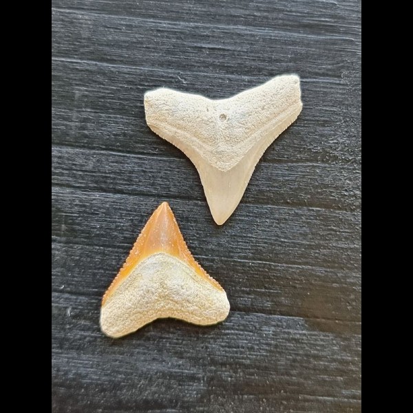 Set of 2.4 and 2.1 cm teeth of the bull shark
