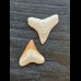 Set of 2.4 and 2.1 cm teeth of the bull shark
