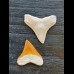 Set of 2.4 and 2.1 cm teeth of the bull shark