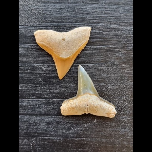 Set of 2.2 cm and 2.2 cm large teeth of bull sharks and lemon sharks