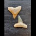 Set of 2.2 cm and 2.2 cm large teeth of bull sharks and lemon sharks