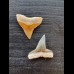 Set of 2.2 cm and 2.2 cm large teeth of bull sharks and lemon sharks