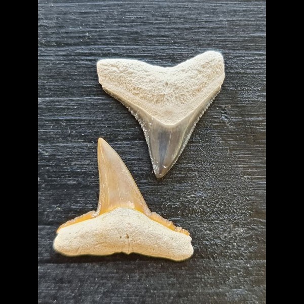 Set of 2.1 cm and 2.3 cm teeth of the bull shark and lemon shark