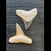 Set of 2.1 cm and 2.3 cm teeth of the bull shark and lemon shark