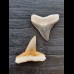 Set of 2.1 cm and 2.3 cm teeth of the bull shark and lemon shark