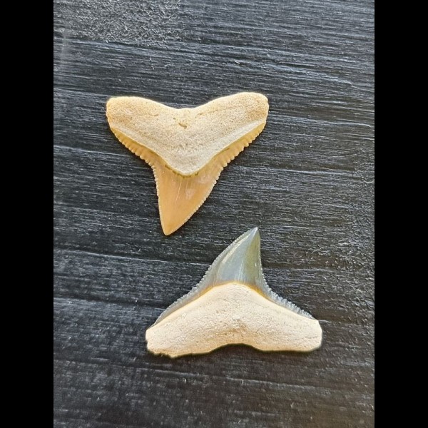 Set of 2.0 and 2.1 cm teeth of the bull shark