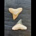 Set of 2.0 and 2.1 cm teeth of the bull shark