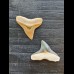 Set of 2.0 and 2.1 cm teeth of the bull shark