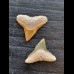 Set of 2 each 2.0 cm teeth of the bull shark-alt
