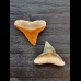 Set of 2 each 2.0 cm teeth of the bull shark-alt