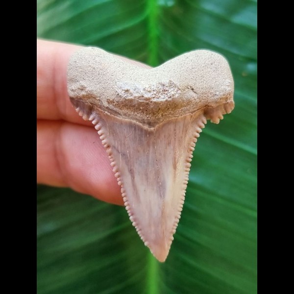 4,2 cm beautiful tooth of Palaeocarcharodon Orientalis