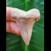 4,2 cm beautiful tooth of Palaeocarcharodon Orientalis
