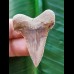 4,2 cm beautiful tooth of Palaeocarcharodon Orientalis