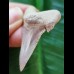 4,2 cm beautiful tooth of Palaeocarcharodon Orientalis