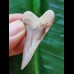 4,2 cm beautiful tooth of Palaeocarcharodon Orientalis