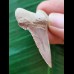 4,2 cm beautiful tooth of Palaeocarcharodon Orientalis