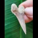 4,2 cm beautiful tooth of Palaeocarcharodon Orientalis