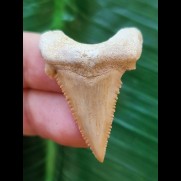 3,6 cm guter heller Zahn des Palaeocharcharodon Orientalis