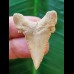 3.6 cm good light-coloured tooth of Palaeocharcharodon Orientalis
