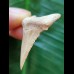 3.6 cm good light-coloured tooth of Palaeocharcharodon Orientalis