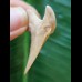 3.6 cm good light-coloured tooth of Palaeocharcharodon Orientalis