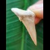 3.6 cm good light-coloured tooth of Palaeocharcharodon Orientalis