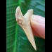 3.6 cm good light-coloured tooth of Palaeocharcharodon Orientalis