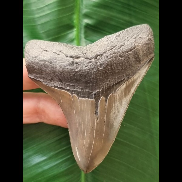 9,7 cm scharfer grauer Zahn des Megalodon