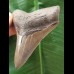 9,7 cm scharfer grauer Zahn des Megalodon
