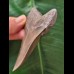 9,7 cm scharfer grauer Zahn des Megalodon