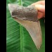 9,7 cm scharfer grauer Zahn des Megalodon