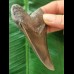 9,7 cm scharfer grauer Zahn des Megalodon
